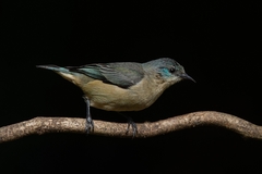 Dacnis nigripes