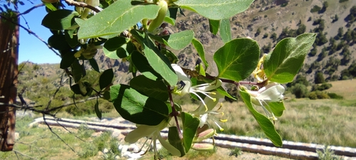 Lonicera arborea, photograph 1