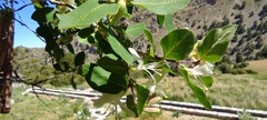 Lonicera arborea