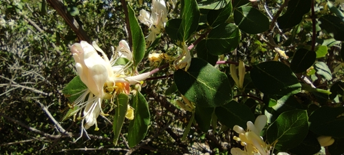 Lonicera arborea, photograph 2