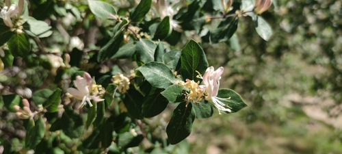 Lonicera arborea, photograph 3