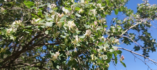 Lonicera arborea, photograph 4