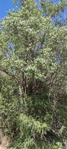 Lonicera arborea, photograph 5