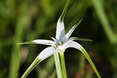 Rhynchospora latifolia