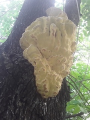 Laetiporus sulphureus