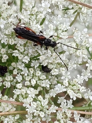 Stenopterus similatus