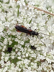 Stenopterus similatus