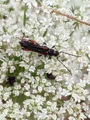 Stenopterus similatus