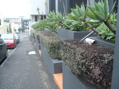 Chrysomphalus pinnulifer