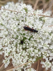 Stenopterus similatus