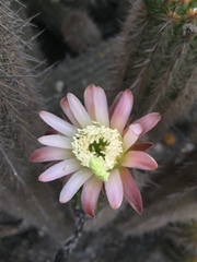 Haageocereus acranthus