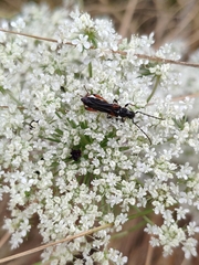 Stenopterus similatus