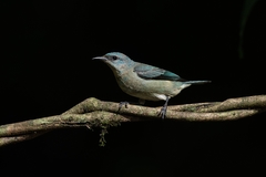 Dacnis nigripes