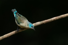 Dacnis nigripes
