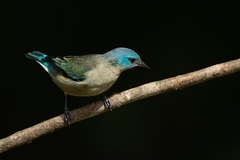 Dacnis nigripes