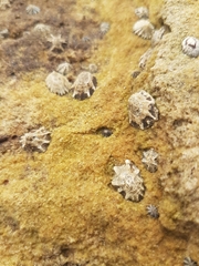 Patelloida latistrigata