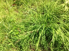Carex shortiana