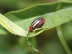 Disonycha pensylvanica