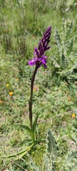 Dactylorhiza elata