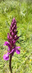 Dactylorhiza elata