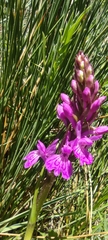 Dactylorhiza elata
