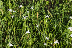 Rhynchospora latifolia