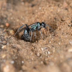 Auplopus architectus