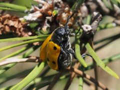 Lachnaia sexpunctata