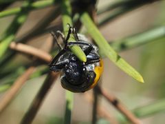 Lachnaia sexpunctata