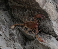 Euscorpius