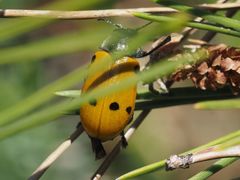 Lachnaia sexpunctata