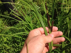 Carex shortiana