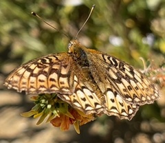 Speyeria callippe comstocki