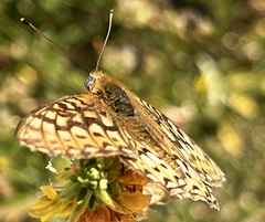 Speyeria callippe comstocki