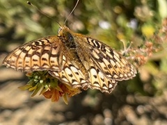 Speyeria callippe comstocki