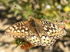 Speyeria callippe comstocki