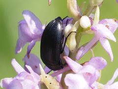 Podonta nigrita