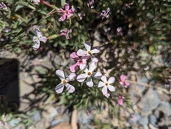 Phlox stansburyi