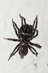 Atypidae