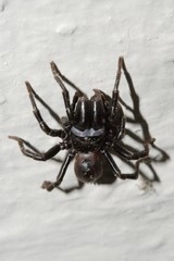 Atypidae