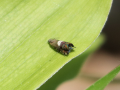 Grapholita interstinctana