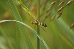 Xanthogramma pedissequum