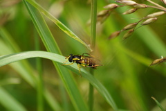 Xanthogramma pedissequum