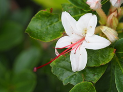 Rhododendron arborescens