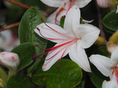 Rhododendron arborescens
