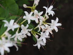 Rhododendron arborescens