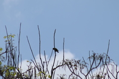 Eupsittula nana