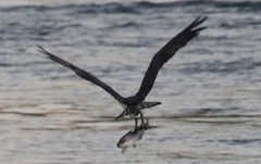 Pandion haliaetus