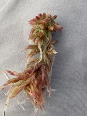 Sphagnum magellanicum