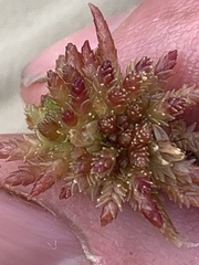 Sphagnum magellanicum